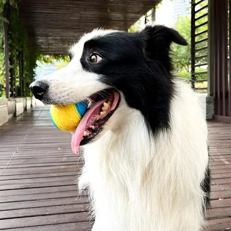Squeaky Premium Rubber Balls for Dogs 5