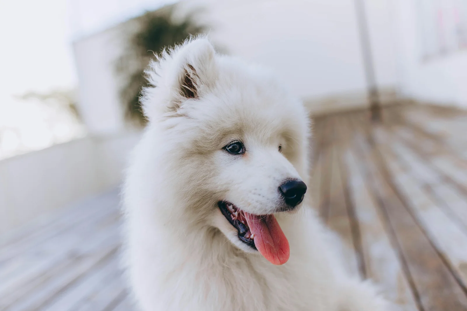 Why Is My Dog Panting So Much?