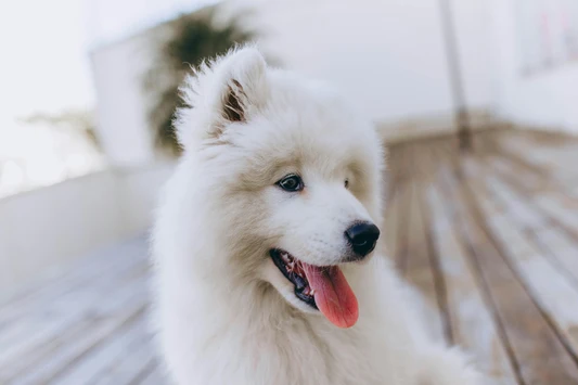 Why Is My Dog Panting So Much?