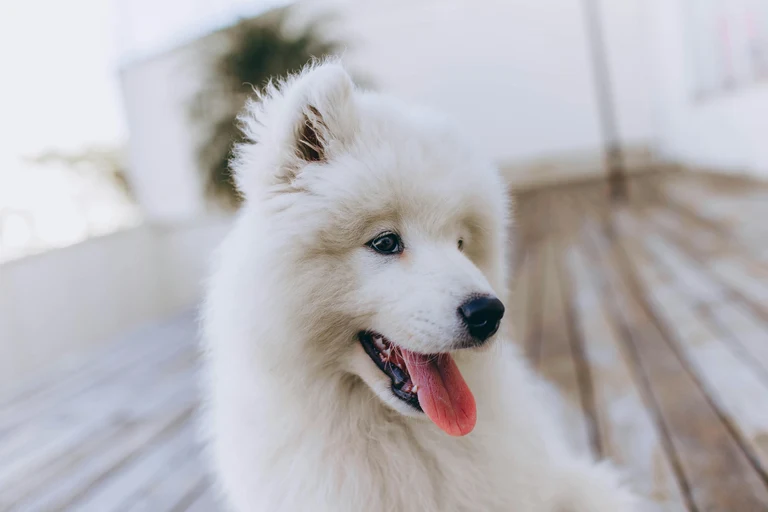 Why Is My Dog Panting So Much?